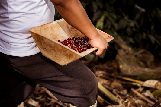 Origin Criollo, Washed (250g - 1kg)