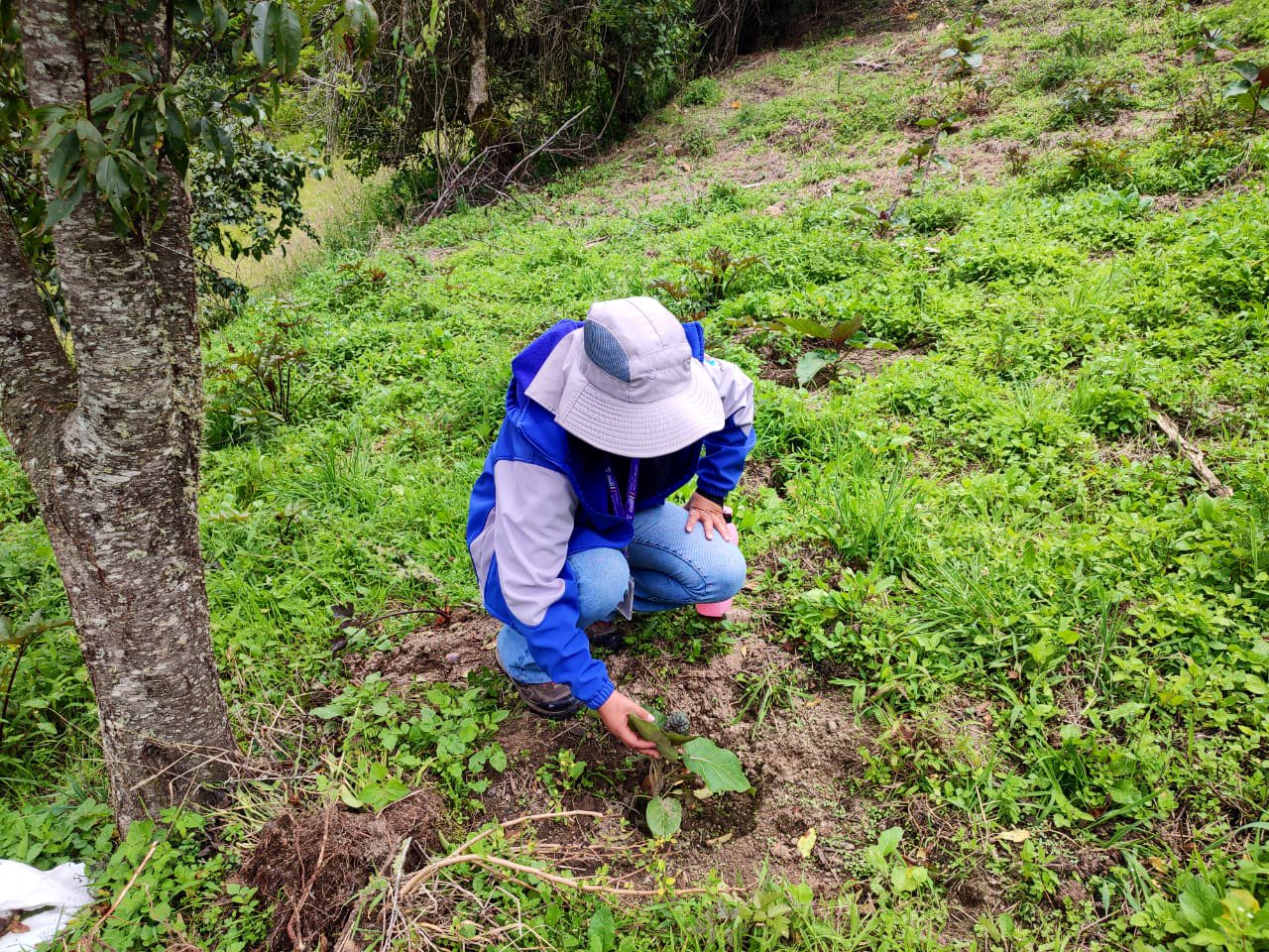 Pacamara, Zamora Chinchipe (250g - 1kg)