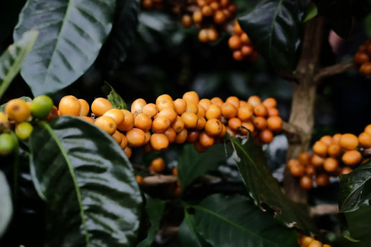 Huma x Finca Santa Rita: Origen del mes