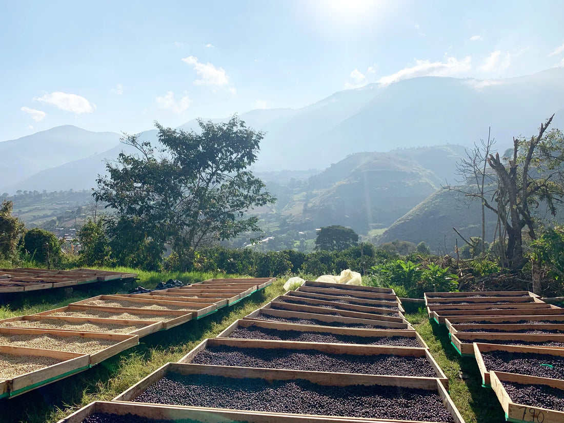 Farm Lugmapata – Hermanos Merino (Pallatanga, Chimborazo, Ecuador)