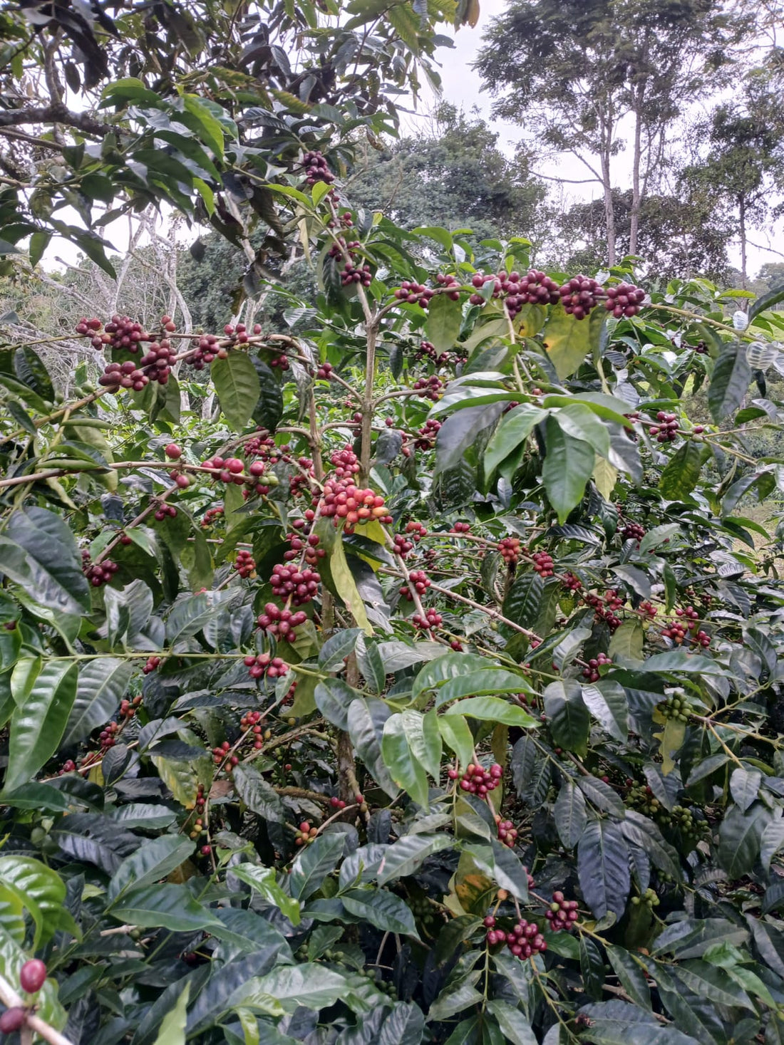 Geisha Honey – La primera cosecha de Finca Maputo