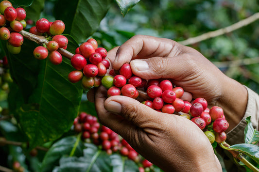 ¿A qué saben las variedades de café? La historia genética detrás de tu taza