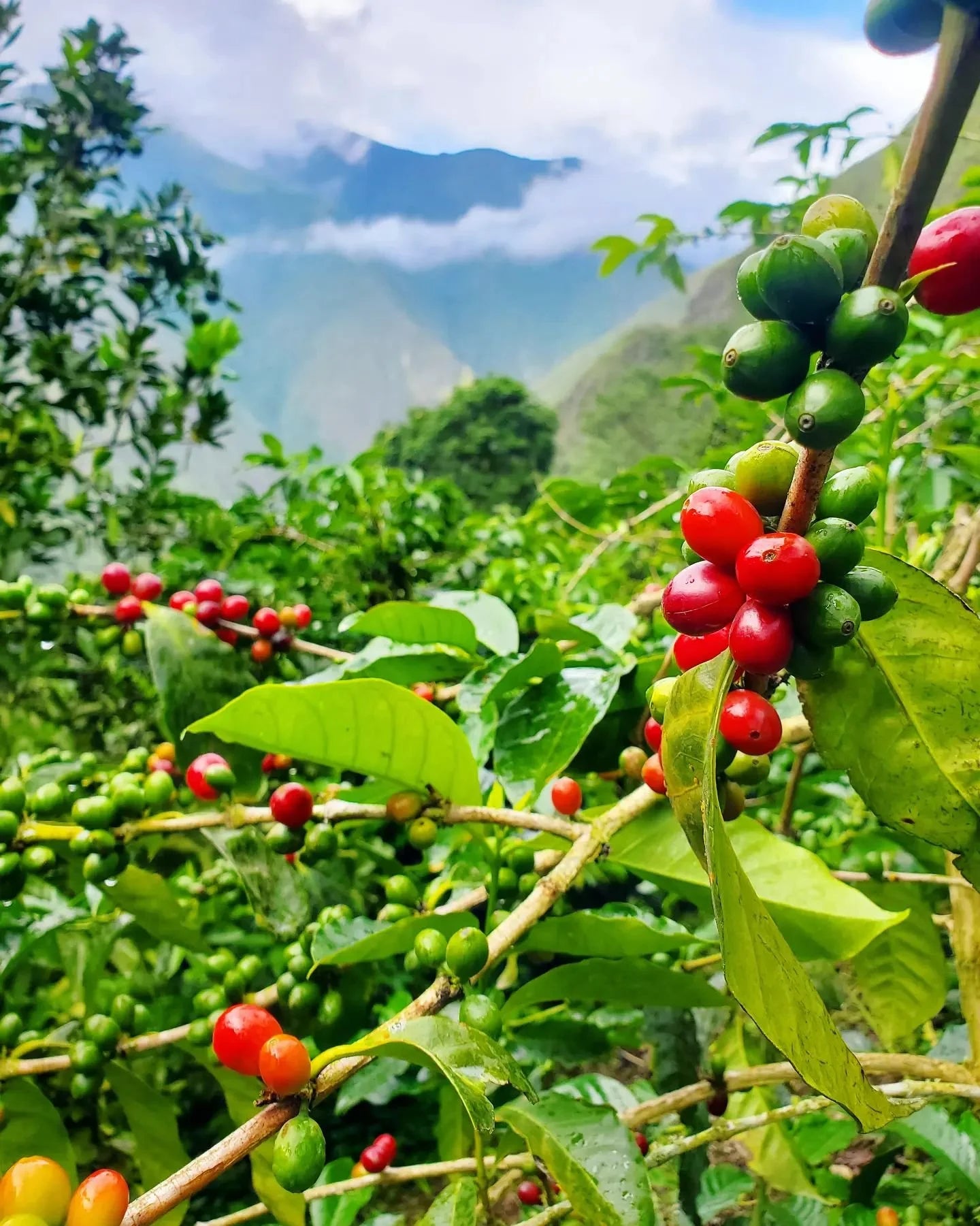 Herkunft - Typica Improved, Washed (250 g - 1 kg)