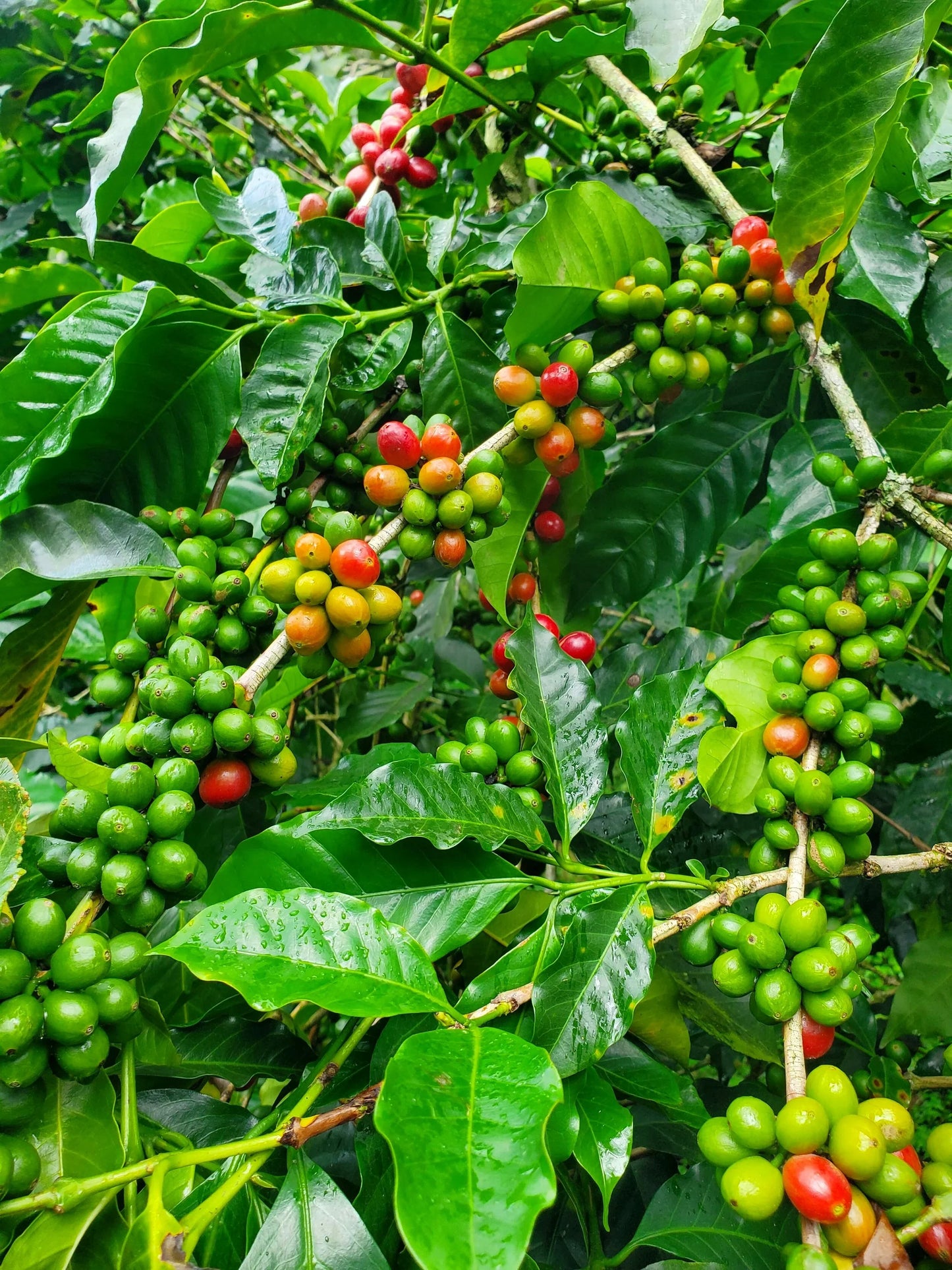 Origin Sidra Typica Lavado cerezas café planta Ecuador origen HUMA