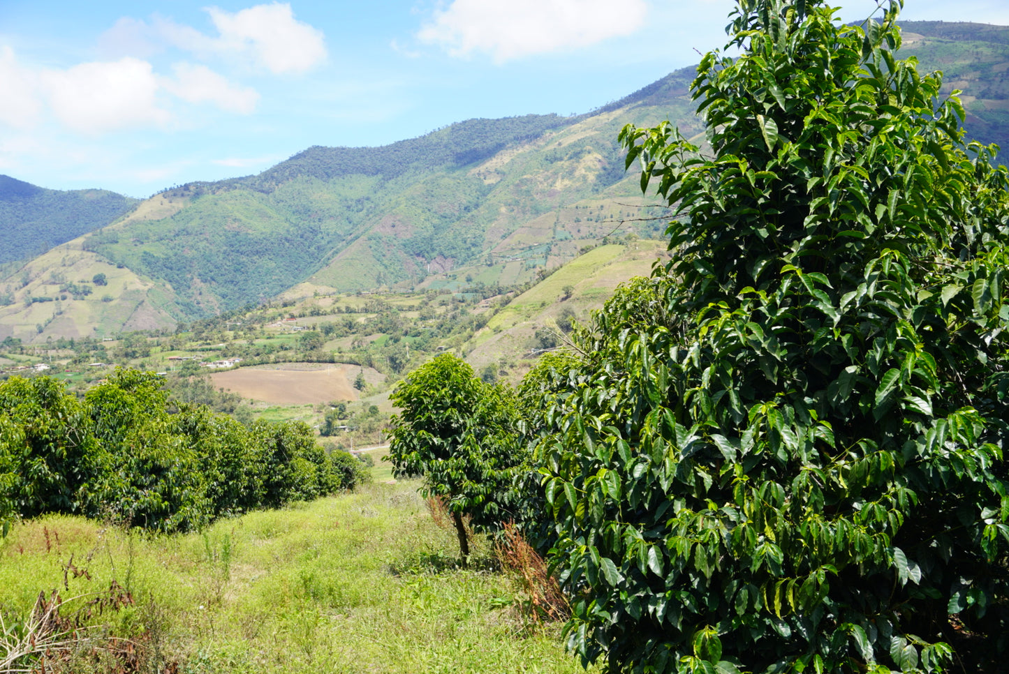 Herkunft - Typica Improved, Washed (250 g - 1 kg)