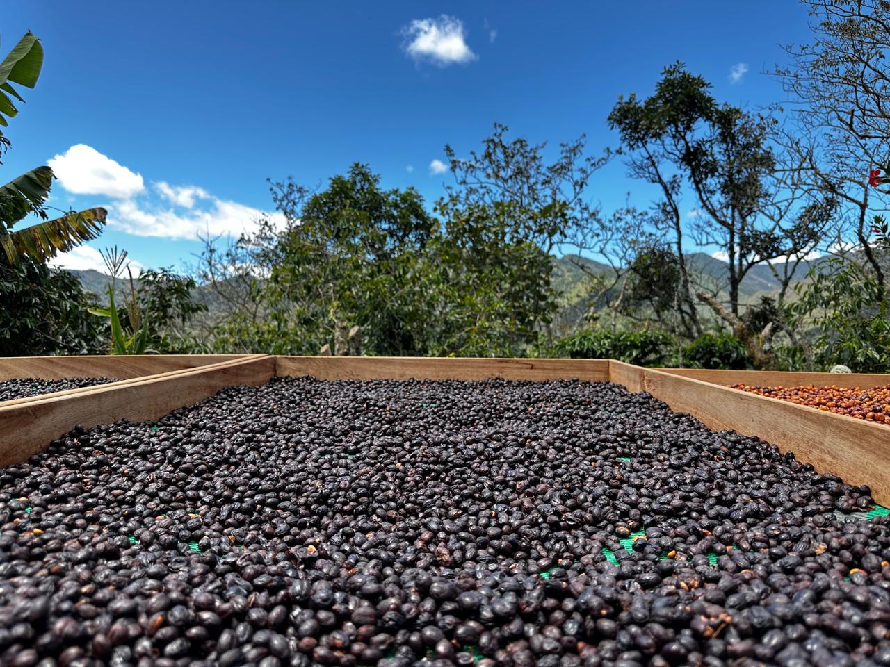 Origin Typica Caturra, Lavado (250g - 1kg)