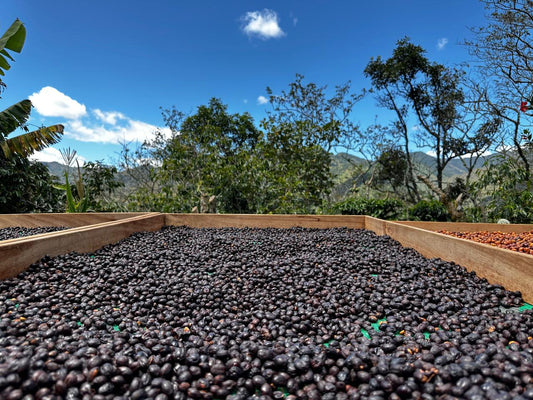 Origin Typica Caturra, Lavado (250g - 1kg)