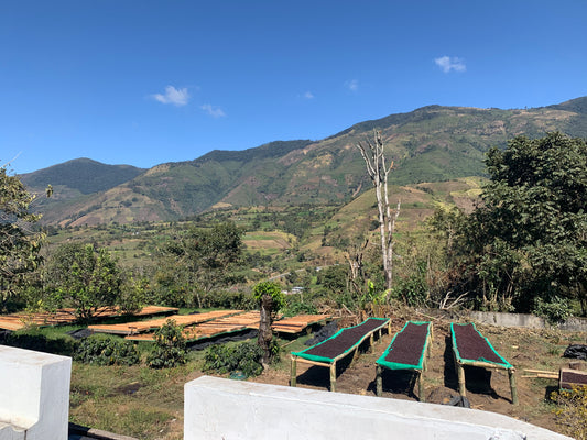 Sidra, Lavado (250g - 1kg)