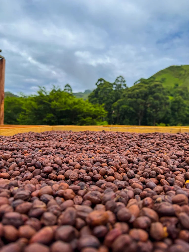 Sidra Champagne, Loja (250g - 1kg)